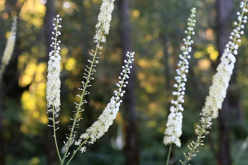 Herb Pharm® Black Cohosh 1oz Christopher's Herb Shop