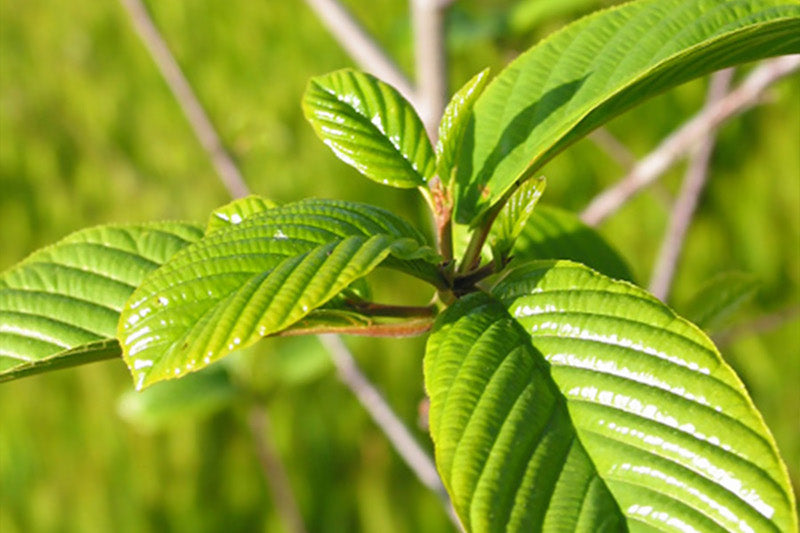 Herb Pharm® Celery 1 oz Christopher's Herb Shop