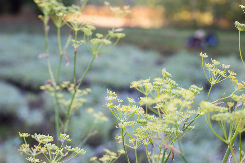 Herb Pharm® Fennel 1 oz Christopher's Herb Shop