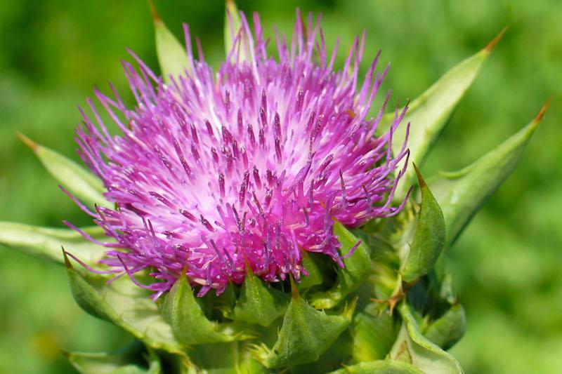 Herb Pharm® Milk Thistle 1 oz Christopher's Herb Shop