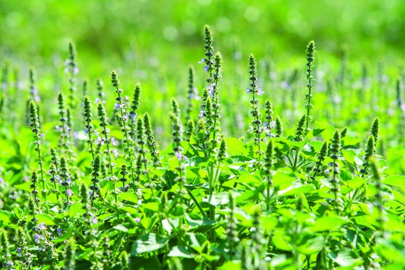 Herb Pharm® Holy Basil 1 oz Christopher's Herb Shop