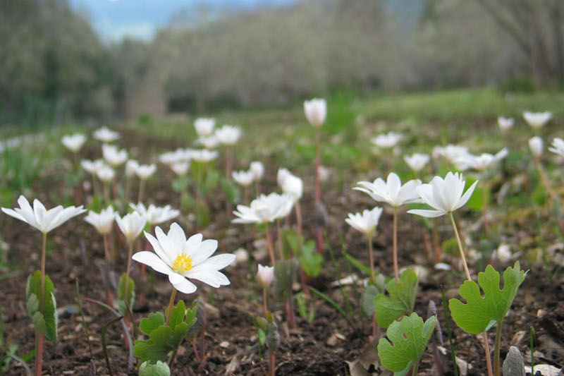 Herb Pharm® Bloodroot 1 oz Christopher's Herb Shop