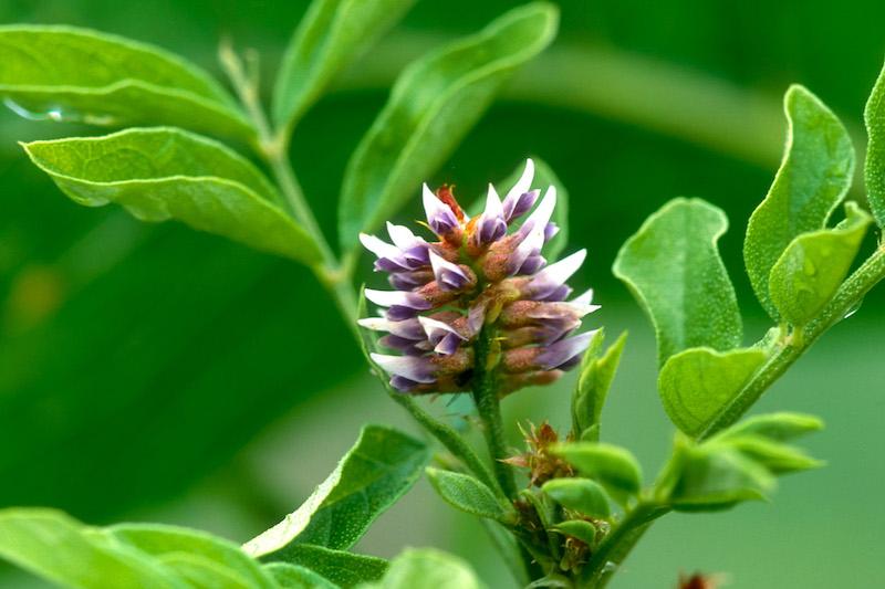 Herb Pharm® Licorice Root 1 oz Christopher's Herb Shop