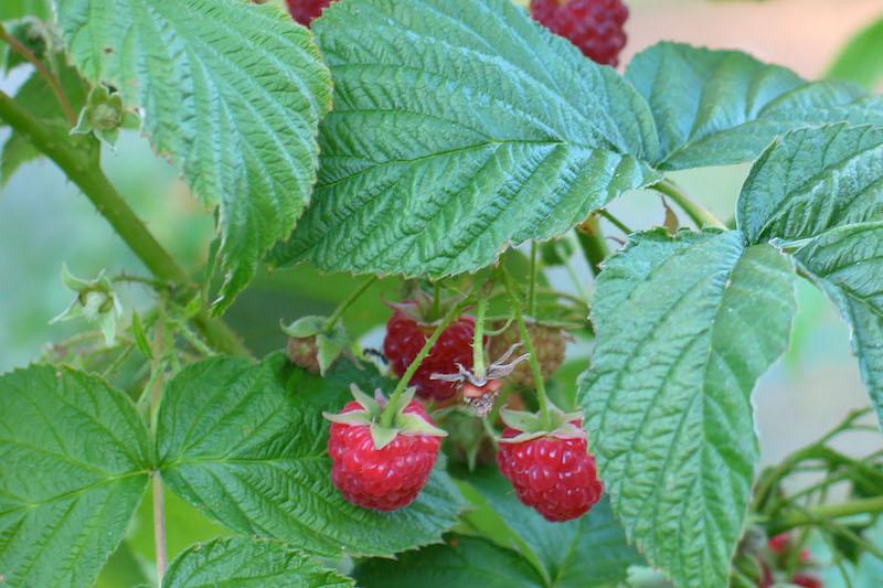 Herb Pharm® Red Raspberry - 1 oz – Christopher's Herb Shop