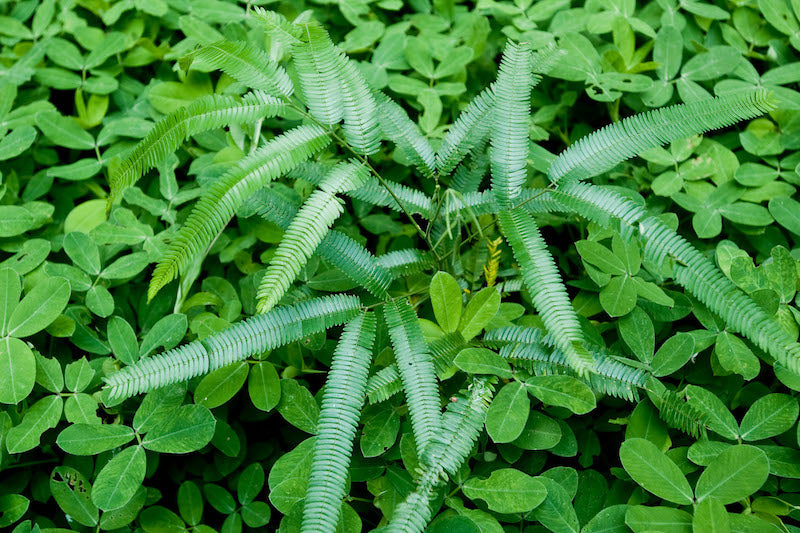 chanca piedra plant seeds for sale Herb Pharm® Chanca Piedra